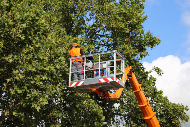 Best Dead Tree Removal  in Kettle Falls, WA